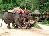 Elephant Demonstration at Mae Sa Elephant Camp. There are over 40 elephants here and it is just amazing...